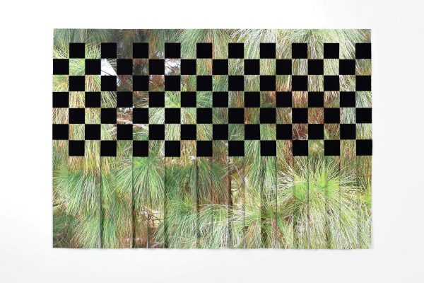 Pinus Canariensis<br><h5> Giorgia Severi </h5>